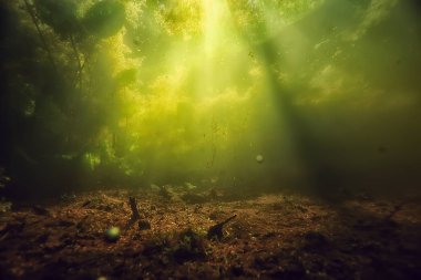 Sualtı yeşil peyzaj, göl ekosistemi, yosun, yeşil su, temiz su