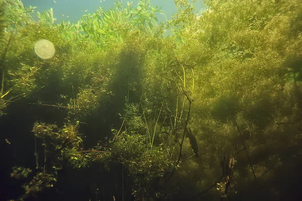 Paisaje Verde Submarino Ecosistema Del Lago Algas Agua Verde Agua — Foto de Stock