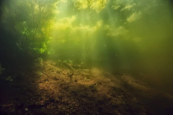 Sualtı Yeşil Peyzaj Göl Ekosistemi Yosun Yeşil Temiz — Stok fotoğraf