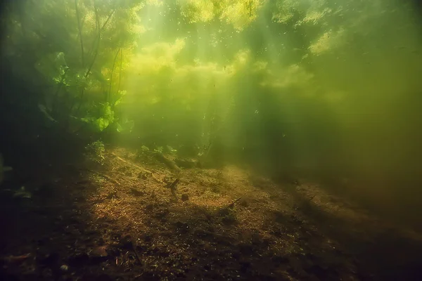 Paisagem Subaquática Verde Ecossistema Lago Algas Água Verde Água Doce — Fotografia de Stock