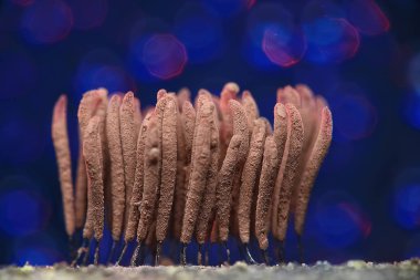 Küçük mantar makro, doğa orman