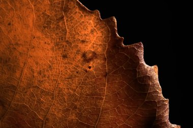 sonbahar yaprak, makro doku düşmek arka plan kavramı