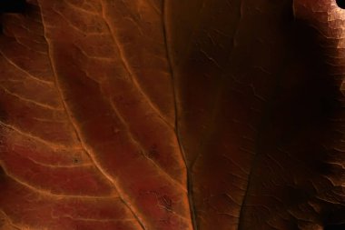 sonbahar yaprak, makro doku düşmek arka plan kavramı