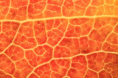 sonbahar yaprak, makro doku düşmek arka plan kavramı