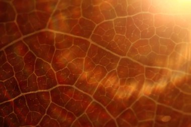 sonbahar yaprak, makro doku düşmek arka plan kavramı