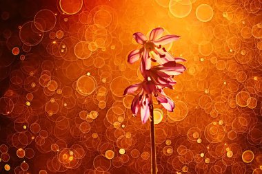 Doğa arka plan sarı çiçekli. Güzel bahar doğa fotoğraf