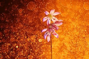 güzel fotoğraf makro çiçek, Doğa arka plan