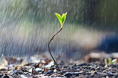 bahar genç Fideler, güzel doğası arka plan