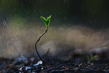 bahar genç Fideler, güzel doğası arka plan