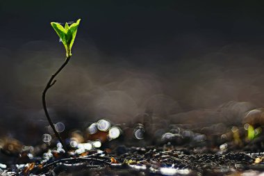 bahar genç Fideler, güzel doğası arka plan