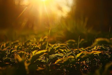 taze bahar yeşil arka plan, makro