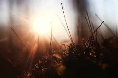 orman manzara sonbahar güneşli Ekim ayında. Hint yaz