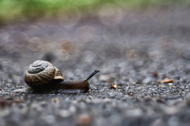 küçük Salyangoz kabuğu, makro fotoğraf ormanında