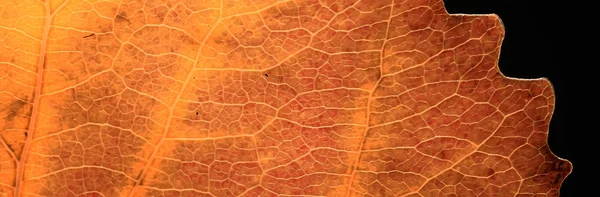Macro Texture Autumn Leaf Fall Background Concept — Stock Photo, Image