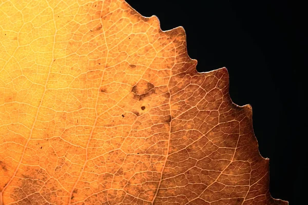 Macro Textura Hoja Otoño Concepto Fondo Otoño — Foto de Stock