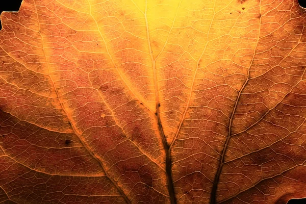 Makro Konsistens Höstens Löv Falla Bakgrund Koncept — Stockfoto