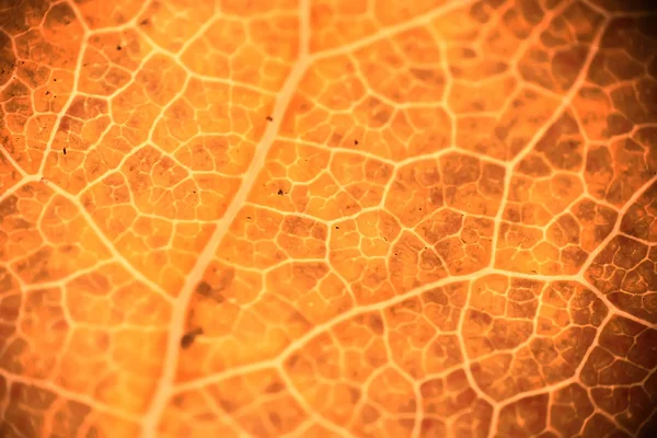 Sonbahar Yaprak Makro Doku Düşmek Arka Plan Kavramı — Stok fotoğraf