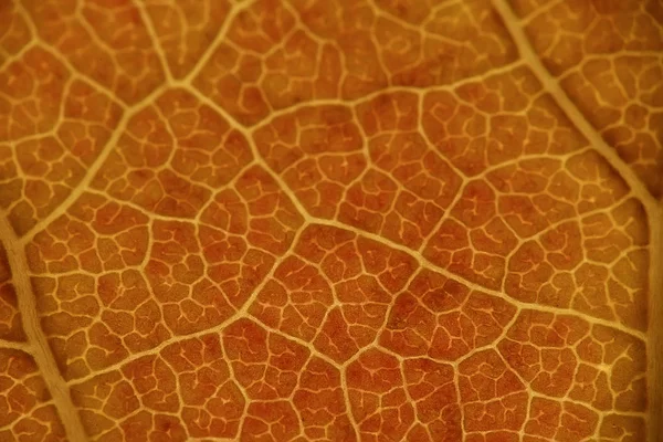 Macro Textura Hoja Otoño Concepto Fondo Otoño —  Fotos de Stock