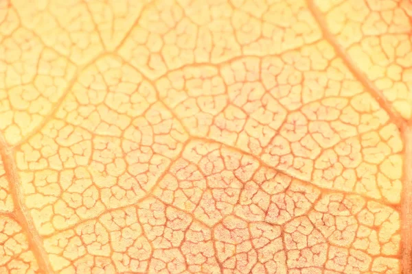 Makro Textury Podzimní List Padat Pozadí Konceptu — Stock fotografie
