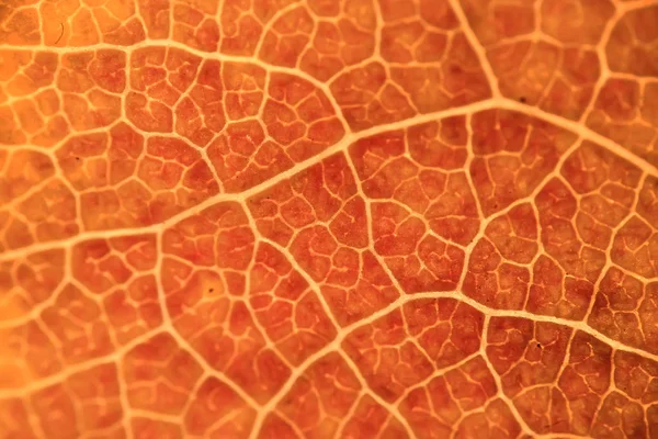 Makro Textury Podzimní List Padat Pozadí Konceptu — Stock fotografie