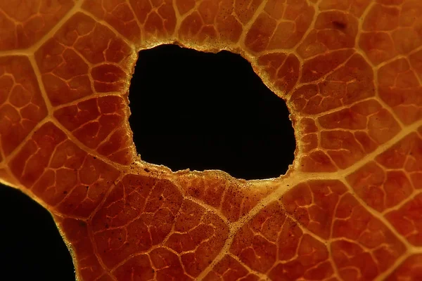 Macro Texture Autumn Leaf Fall Background Concept — Stock Photo, Image