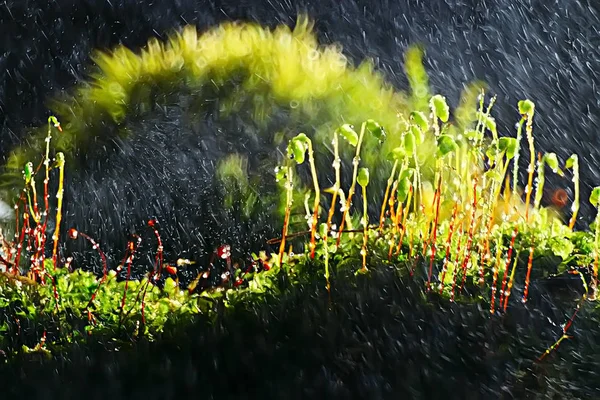 Spring Young Sprouts Beautiful Nature Background — Stock Photo, Image