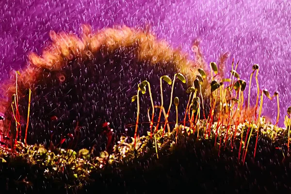 Printemps Jeunes Pousses Beau Fond Nature — Photo