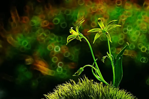 Vårens Gula Blommor Vackra Suddig Bakgrund — Stockfoto