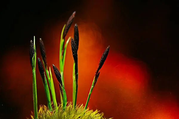 Lente Groene Planten Achtergrond Prachtige Natuur — Stockfoto