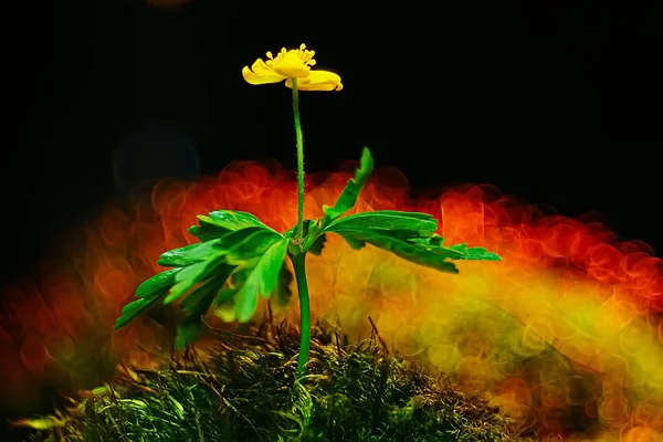 Frühling Gelbe Blume Schöner Verschwommener Hintergrund — Stockfoto