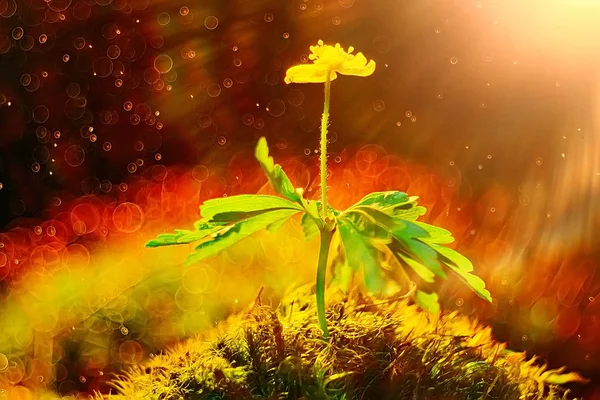 Bahar Sarı Çiçek Güzel Arka Plan Bulanık — Stok fotoğraf