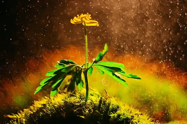 Природа Фон Желтыми Цветами Красивая Весенняя Фотография — стоковое фото