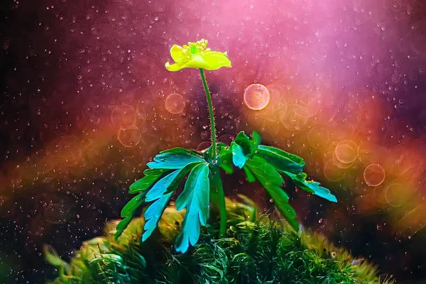 Bahar Sarı Çiçek Güzel Arka Plan Bulanık — Stok fotoğraf