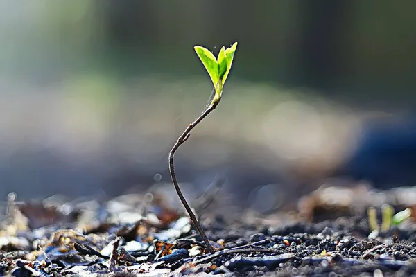 Brote Primavera Joven Hermoso Fondo Naturaleza —  Fotos de Stock