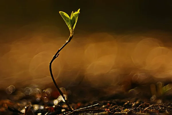 Lente Jonge Stronk Prachtige Natuur Achtergrond — Stockfoto