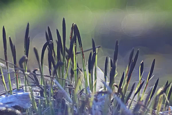 Våren Unga Groddar Vacker Natur Bakgrund — Stockfoto