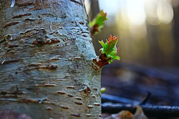 Bahar Yeşil Arka Plan Taze Genç Tomurcukları Ağaç Üzerinde — Stok fotoğraf
