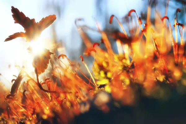 Frisches Frühlingsgrün Hintergrund Makro — Stockfoto