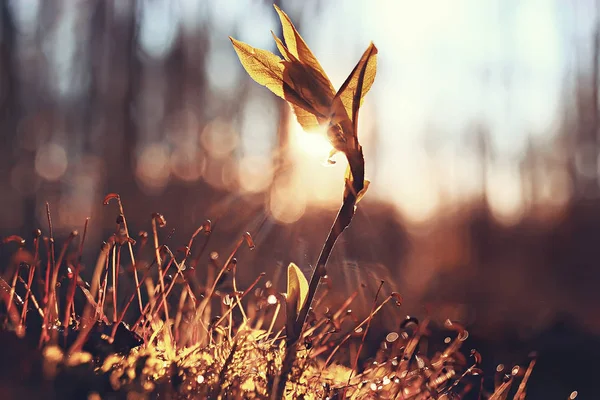 Skogslandskapet Solig Höstdag Indian Summer Oktober — Stockfoto