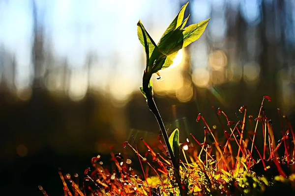 Frühling Junge Sprossen Schöne Natur Hintergrund — Stockfoto