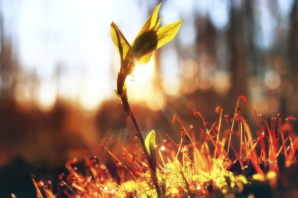 Лісовий Ландшафт Сонячний День Осені Бабине Літо Жовтні — стокове фото