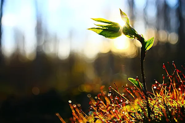 Musim Semi Muda Tumbuh Latar Belakang Alam Yang Indah — Stok Foto