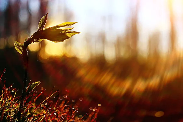 Primavera Broto Jovem Belo Fundo Natureza — Fotografia de Stock