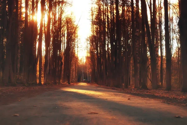 Orman Manzara Sonbahar Güneşli Ekim Ayında Hint Yaz — Stok fotoğraf