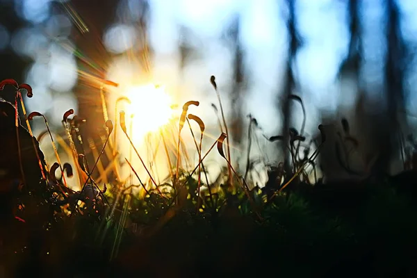 Brotes Jóvenes Primavera Hermoso Fondo Naturaleza — Foto de Stock