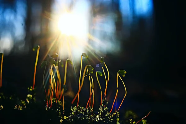 Frühling Junge Sprossen Schöne Natur Hintergrund — Stockfoto
