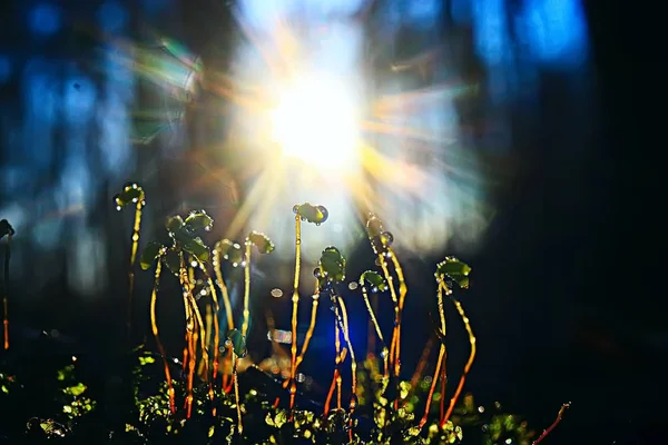 春天幼芽 美丽的自然背景 — 图库照片