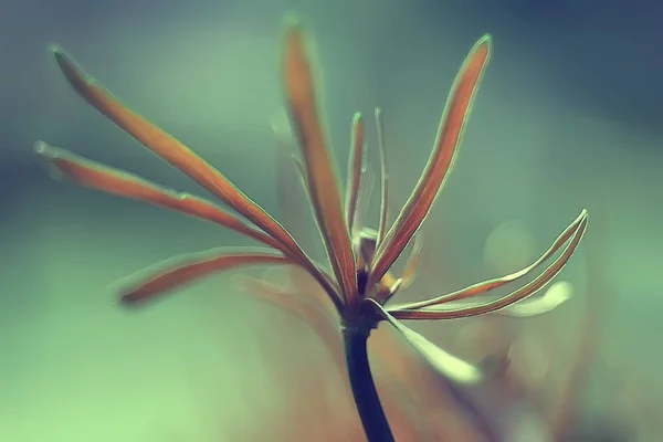 Весняний Молодий Паросток Красивий Фон Природи — стокове фото