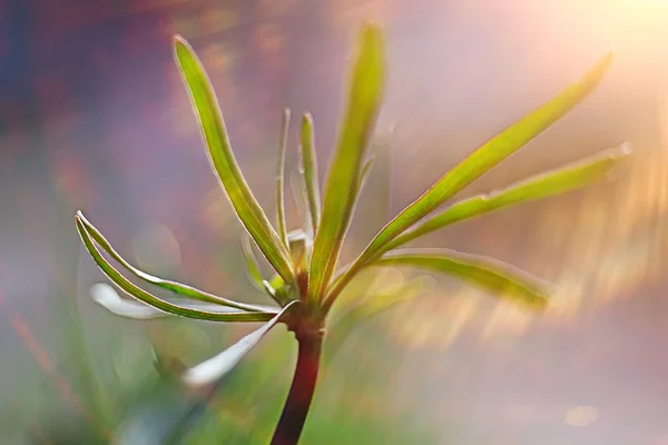 Primavera Broto Jovem Belo Fundo Natureza — Fotografia de Stock