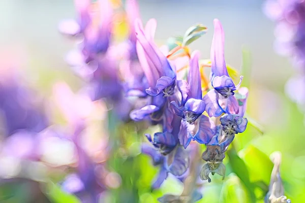 Přírodní Pozadí Jarní Květiny Makro — Stock fotografie